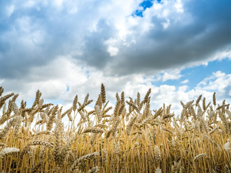 USDA: Русия може да постави нов световен рекорд по износ на пшеница