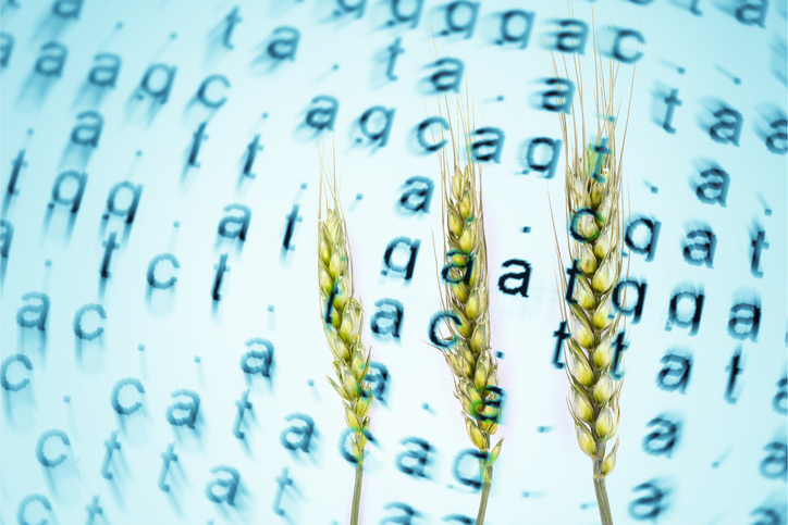 Защо браншовите организации мълчат странно за ГМО