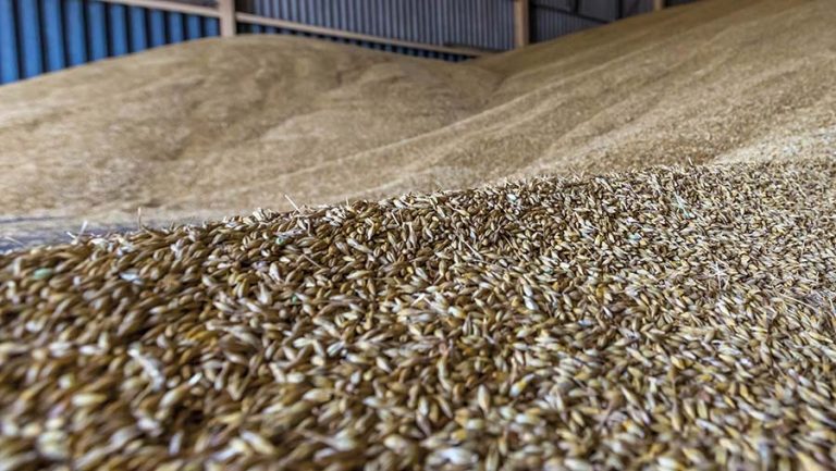 Запасите от пшеница към 5 януари 2024 г. се оценяват на 2 853 424 тона