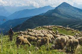 Обвързано с производството подпомагане за овце и кози в планински райони за Кампания 2023 е в размер на 21,29 Евро на глава