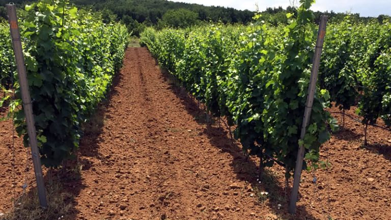 До 15 февруари е отворен прием на заявления по интервенциите „Инвестиции в лозаро-винарския сектор“ и „Инвестиции в екологични съоръжения“