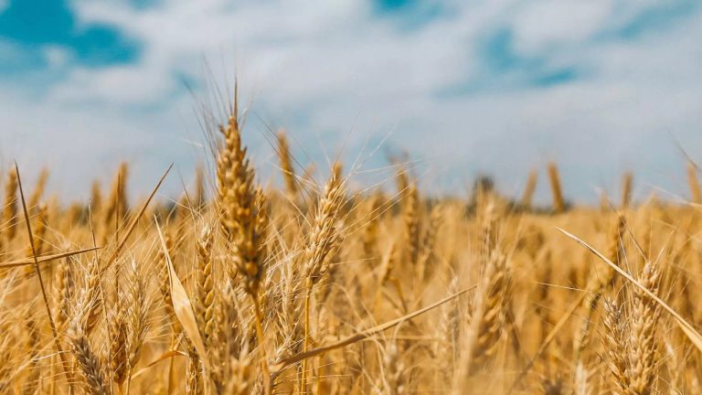 Пшеница 2024: Колко трябва да са средните добиви, за да излезе сметката?