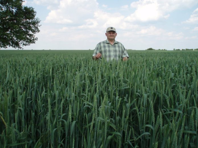 Новите ГМО са много по-печеливши от създаването на сортове и хибриди. Но кой е печелившият?