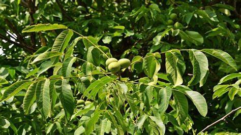 Черупковите плодове са отпаднали от обвързано подпомагане през март 2023 г.