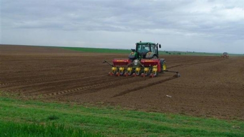 Сроковете на сеитба влияят на продуктивността на царевицата