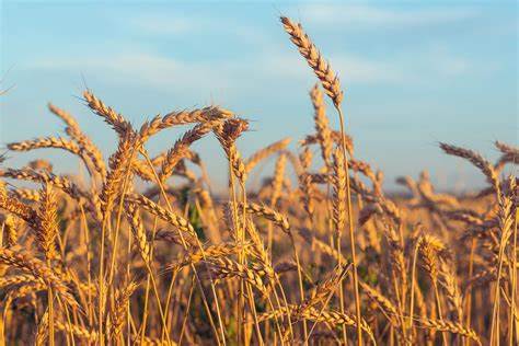 Износът на зърно от Украйна може да е почти два пъти по-висок от очакваното в САЩ