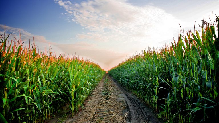 Стресовите фактори силно влияят на производителността на царевицата