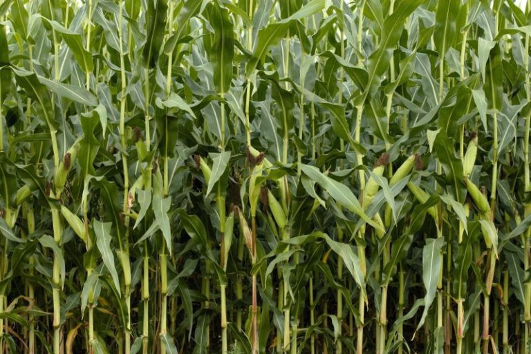 Стресовите фактори силно влияят на производителността на царевицата