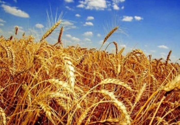 Алжир е внесъл рекордните 8,6 милиона тона пшеница през настоящия сезон