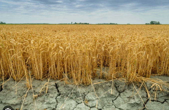Учени в доклад за климатичните промени: Земеделието няма да може да остане същото