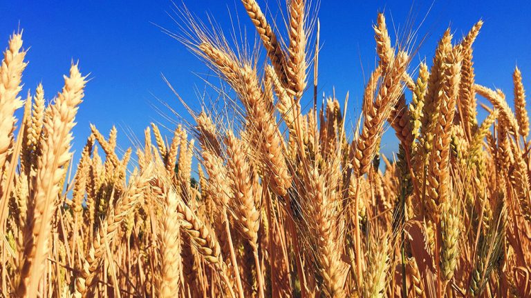Износът на зърно от Украйна през румънското пристанище Констанца е спаднал с 35 процента през първото тримесечие