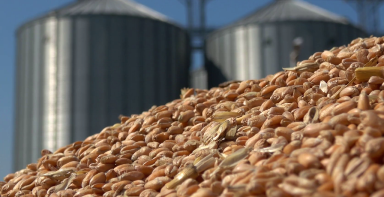 Цените на пшеницата и царевицата продължават да намаляват