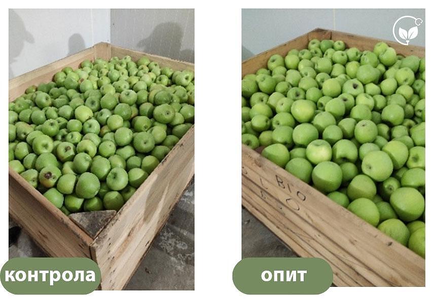 Дългосрочно съхранение на плодове: Ефективността на биологичните препарати