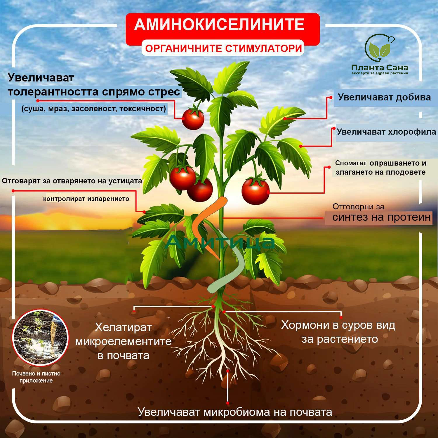 Аминокиселини Амитица