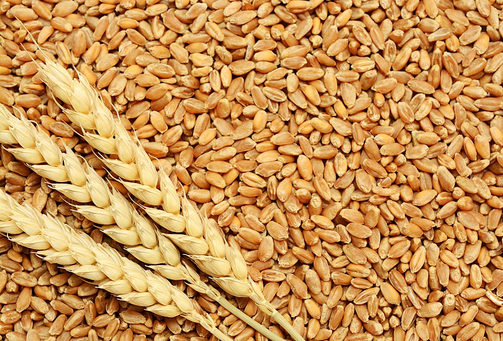 fresh-wheat-crop