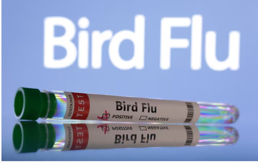 optimized_bird_flu