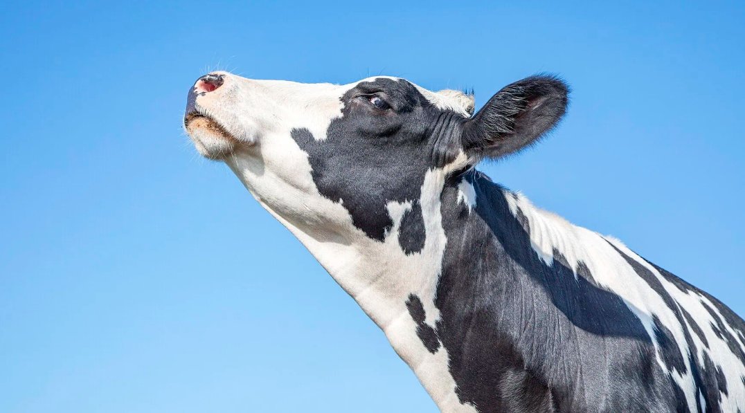 cow