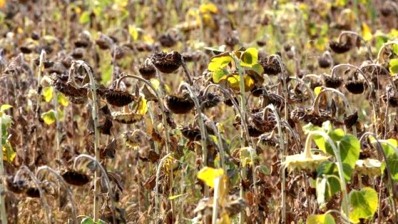 optimized_sunflower