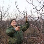 При различни сортове ябълки резитбата за плододаване е различна