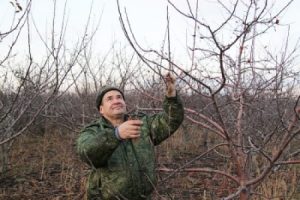 При различни сортове ябълки резитбата за плододаване е различна
