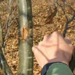 Лечение на дърветата от слънчево изгаряне
