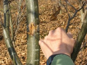 Лечение на дърветата от слънчево изгаряне