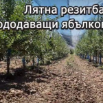 Институтът по овощарство в Пловдив показва лятна резитба на плододаващи ябълкови дървета