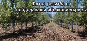 Институтът по овощарство в Пловдив показва  лятна резитба на плододаващи ябълкови дървета