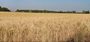 JRC прогнозира близо до рекордни добиви за основните култури в България през 2026 г. Сходни прогнози има и за Турция, Украйна и страните от Магреб, което поставя фокуса върху пазара и цените, а не само върху реколтата.